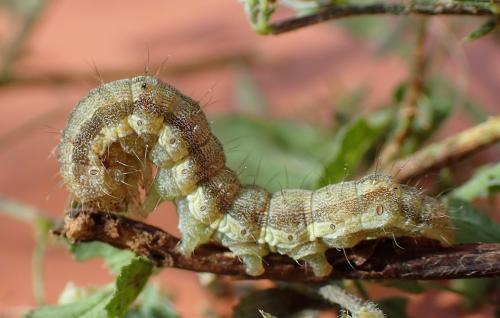 Réf. 200 151 : Helicoverpa armigera